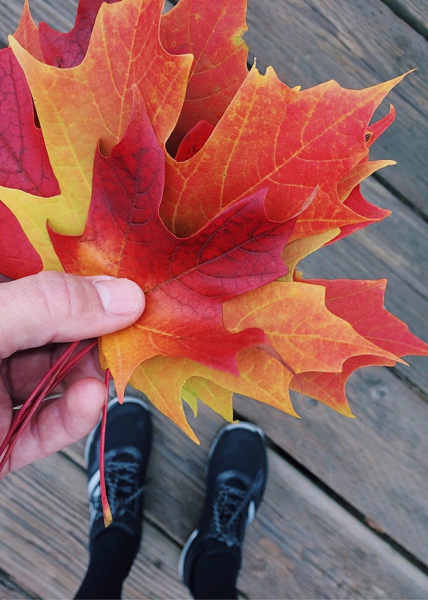 Hand holding vibrant red and orange autumn maple leaves