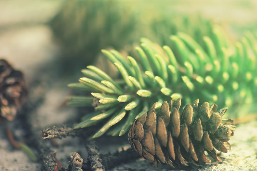Close-up of pine cone and spruce branch on forest floor