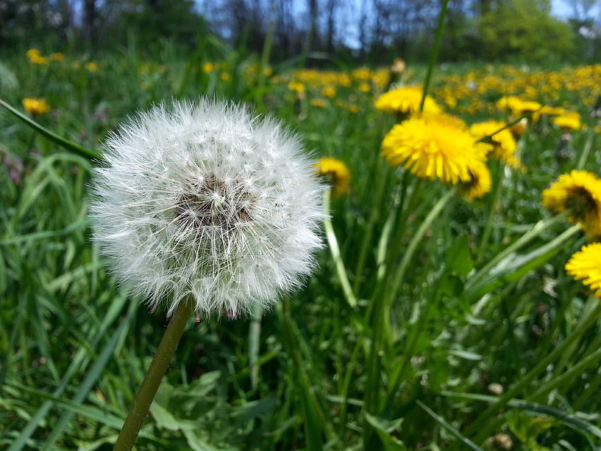 Close-up of a white dandelion seed head in a meadow