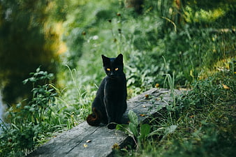 Black Cat Sitting on Wooden Log in Green Nature