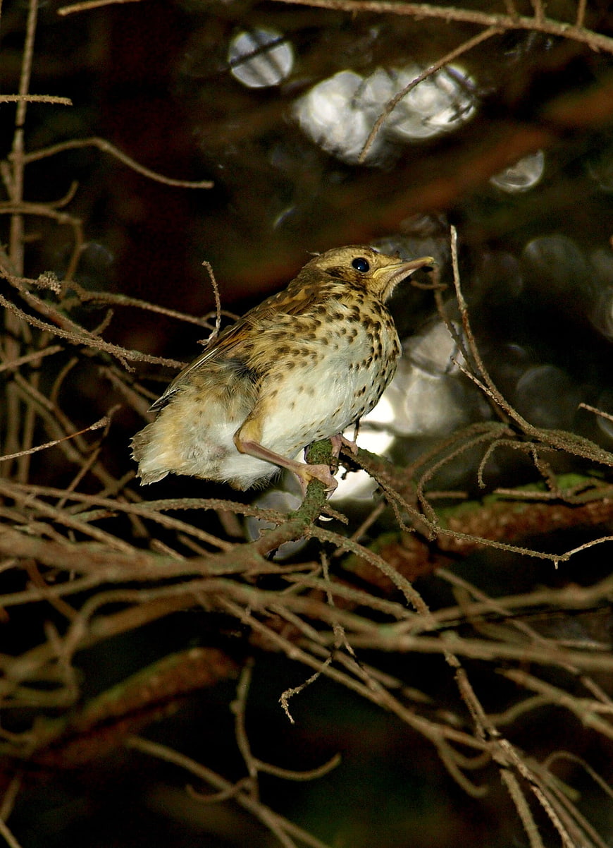Small spotted bird perched on branch at night