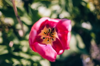 Close-up of pink tulip with bee on stamen