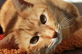 Close-up portrait of a ginger tabby cat resting in sunlight