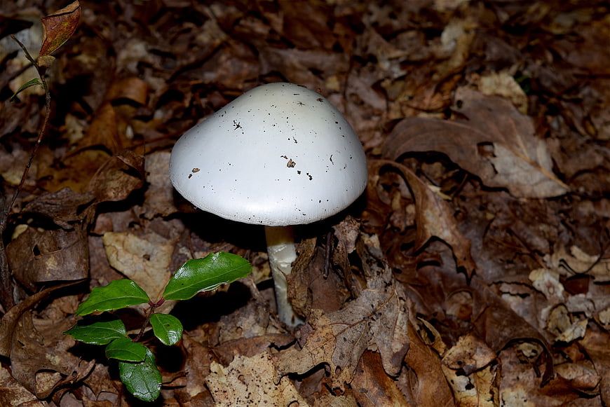 White mushroom growing among brown autumn leaves in forest