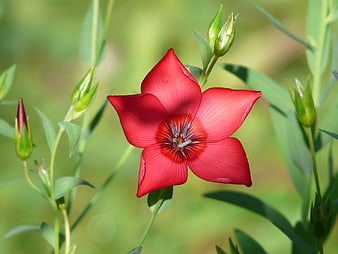 Vibrant Red Linum Flower Close-Up in Green Field