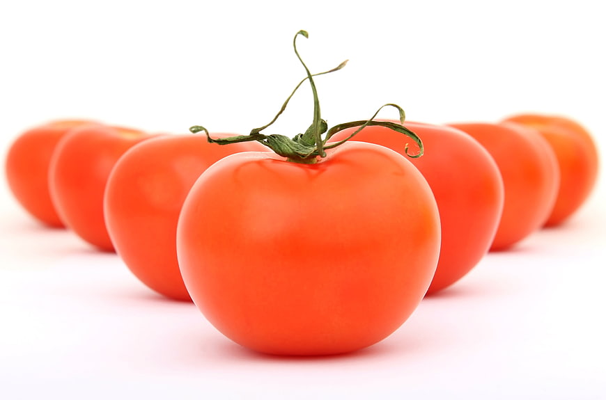 Fresh Red Tomatoes in a Row on White Background