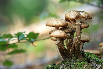 Close-up of wild mushrooms growing on mossy forest floor