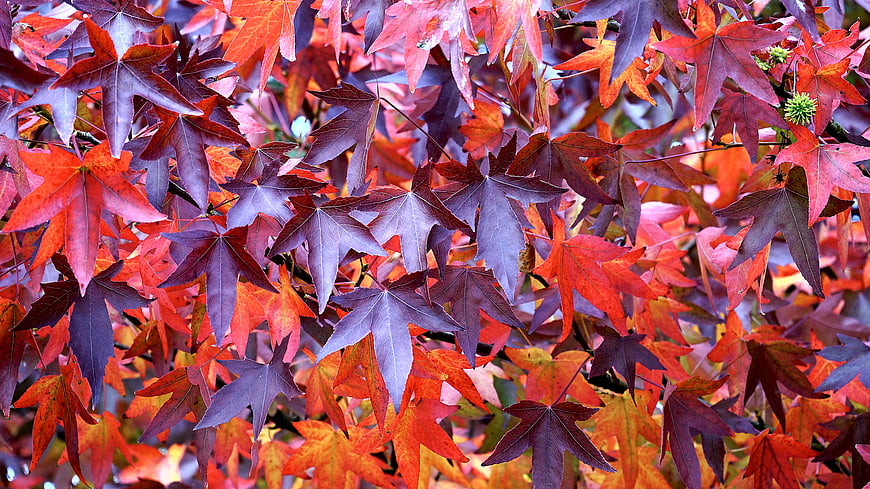 Vibrant Red and Purple Autumn Maple Leaves Close Up