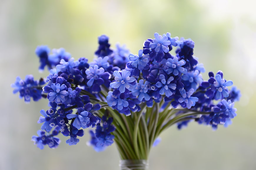 Blue Muscari Grape Hyacinth Bouquet in Glass Vase