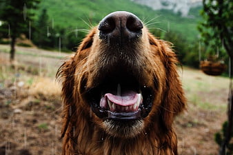 Close-up of Happy Golden Retriever Smiling in Rain