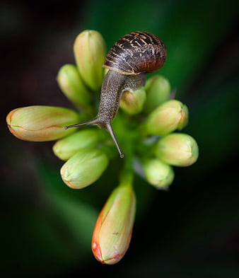 Snail on Green Flower Buds with Dark Background
