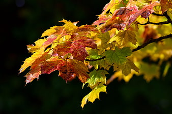 Colorful Maple Leaves on Branch in Autumn Sunlight