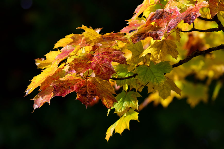 Colorful Maple Leaves on Branch in Autumn Sunlight