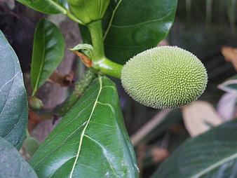 Young green jackfruit growing on tree branch with leaves