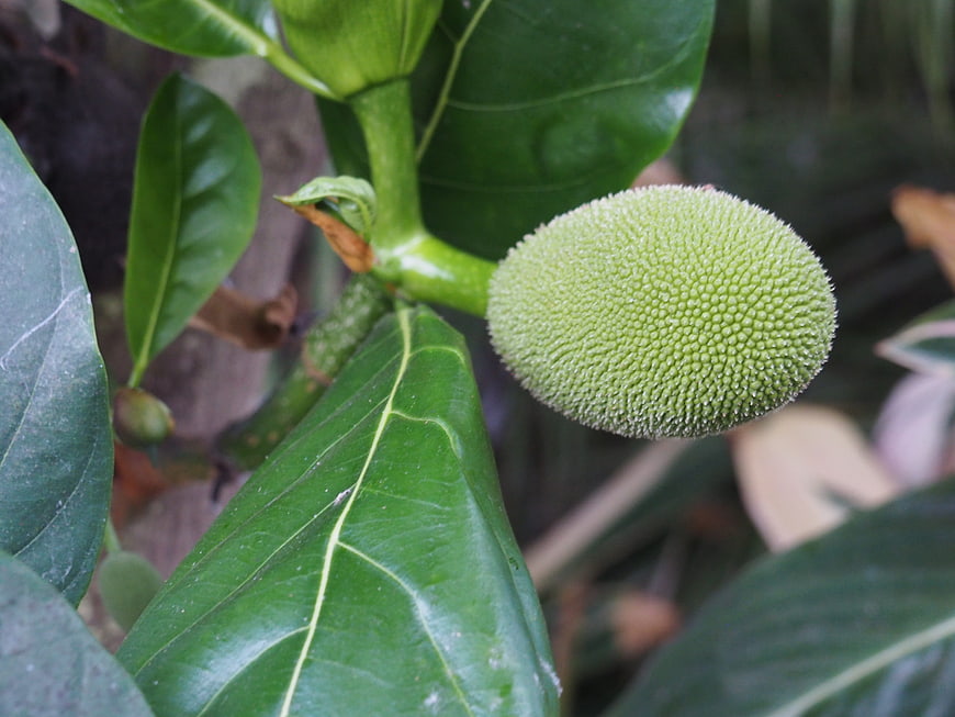 Young green jackfruit growing on tree branch with leaves