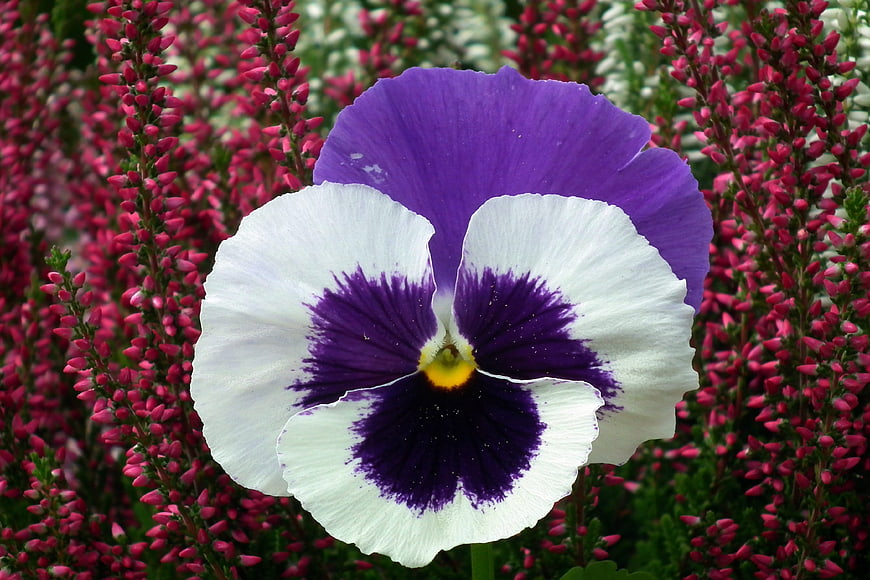 Close-up of a purple and white pansy flower in a garden
