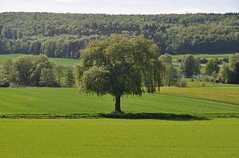 Lone weeping willow tree in vibrant green meadow landscape