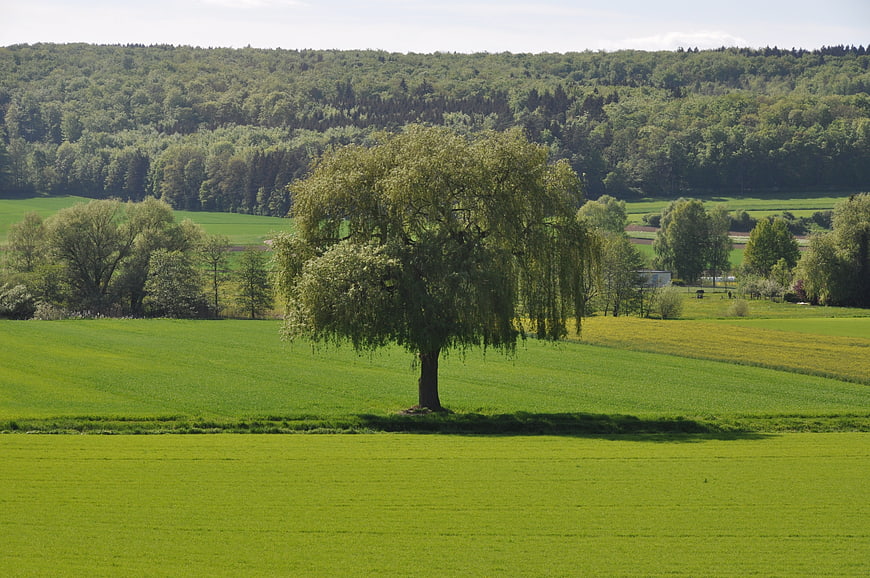 Lone weeping willow tree in vibrant green meadow landscape