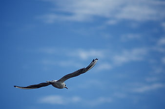 Seagull Soaring in Blue Sky with Clouds