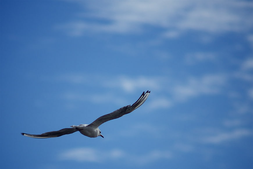 Seagull Soaring in Blue Sky with Clouds