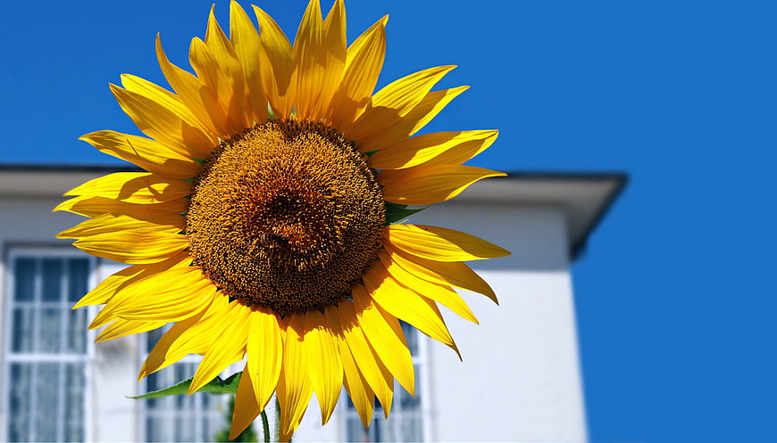 Vibrant Sunflower Close-Up Against Blue Sky And White House
