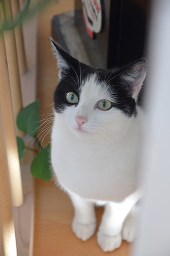 Cute black and white cat looking up curiously