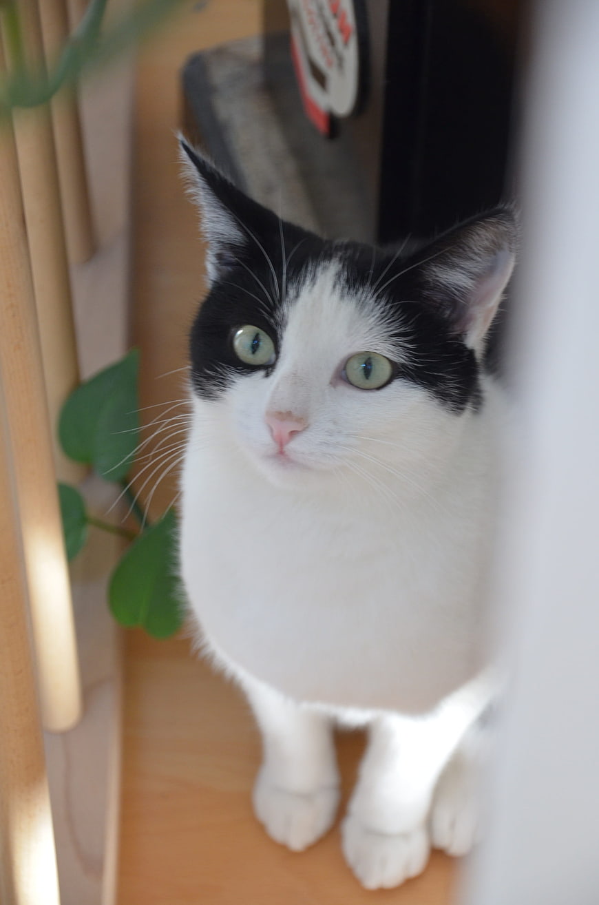 Cute black and white cat looking up curiously