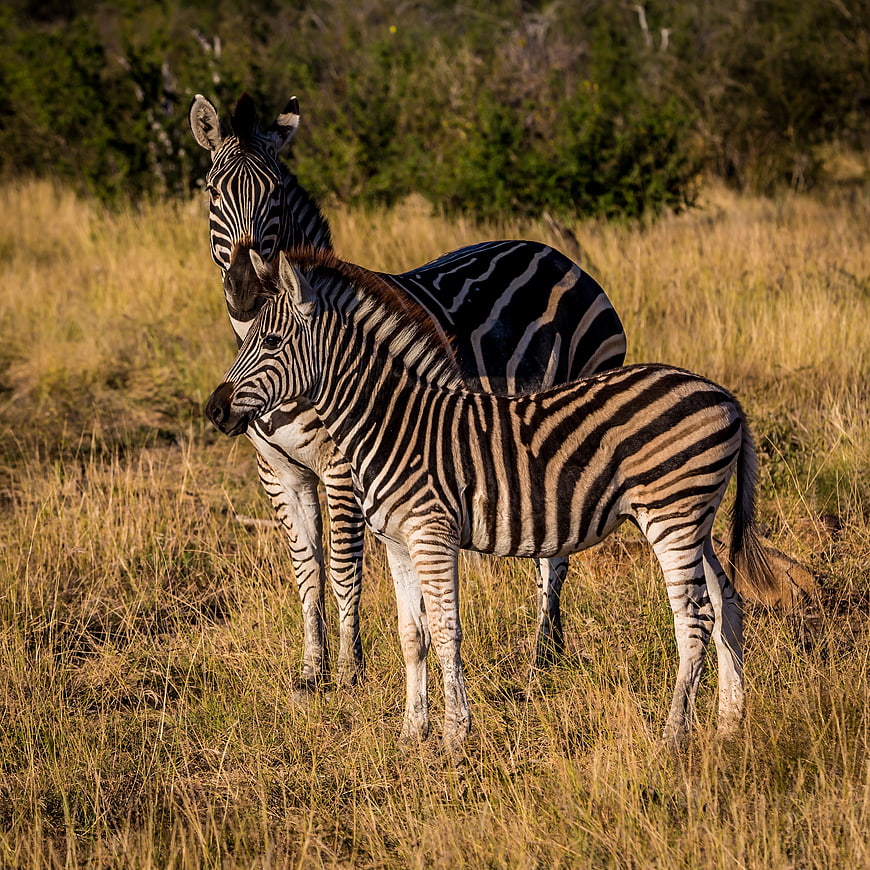 Mother and Baby Zebra Standing in African Savanna Grass