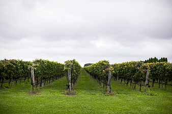 Rows of Green Grapevines in a Vineyard Under Overcast Sky