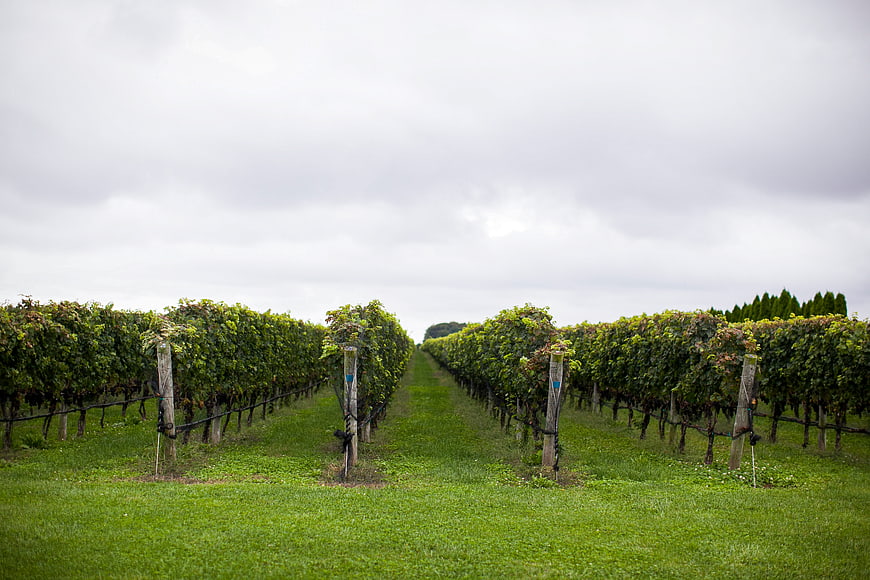 Rows of Green Grapevines in a Vineyard Under Overcast Sky