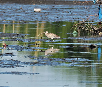 Juvenile Curlew Wading in Shallow Marsh Water