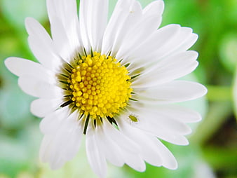 Close-up of a white daisy with a yellow center and a small green insect