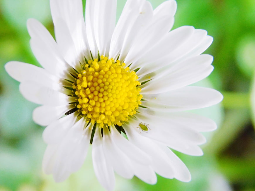 Close-up of a white daisy with a yellow center and a small green insect