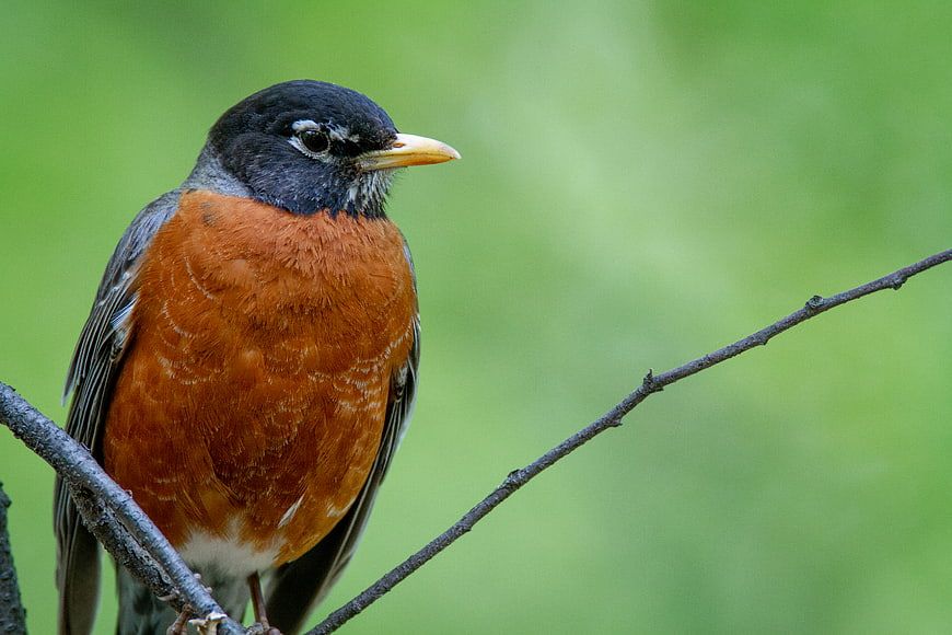 American Robin Perched on Branch with Green Background