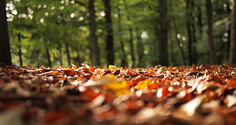 Low angle view of autumn leaves on forest floor with bokeh background