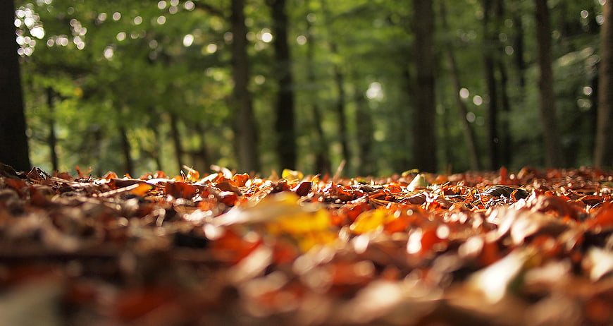 Low angle view of autumn leaves on forest floor with bokeh background