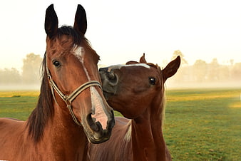 Two brown horses nuzzling in a misty green pasture at sunrise