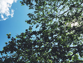 Sunlight filtering through green tree leaves against blue sky