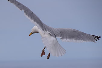 Seagull in Flight Against Blue Sky