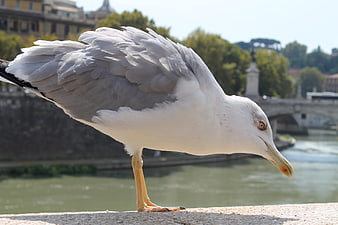 Close-up of a seagull standing on a stone ledge by a river