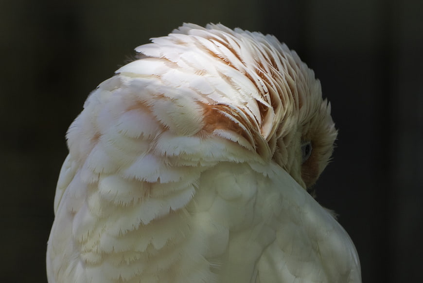 Close-up of a Moluccan Cockatoo with Fluffed Feathers