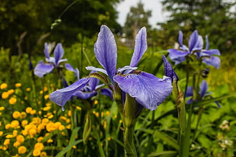Purple Iris Flower in Bloom with Yellow Background