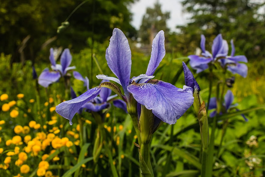 Purple Iris Flower in Bloom with Yellow Background