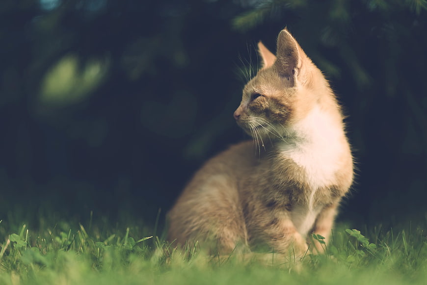 Orange Kitten Sitting in Green Grass with Shallow Depth of Field