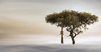 Giraffe Standing Beside Tree in Misty African Savanna