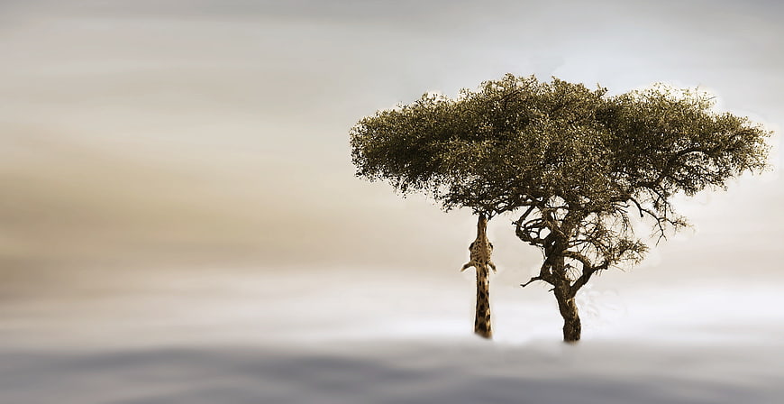 Giraffe Standing Beside Tree in Misty African Savanna