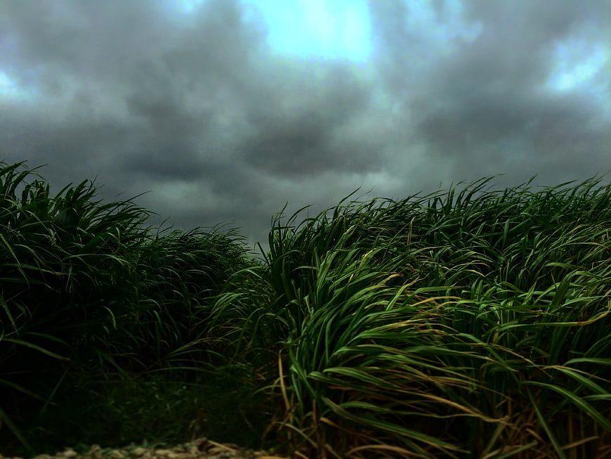 Dramatic Stormy Sky Over Wind-Swept Green Grass Field