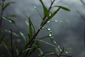 Close-up of Willow Leaves with Raindrops
