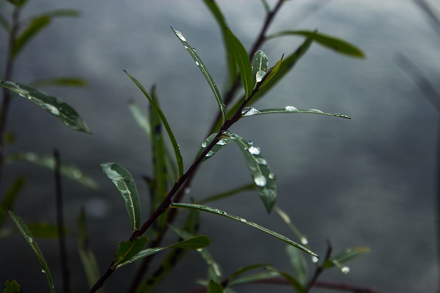 Close-up of Willow Leaves with Raindrops