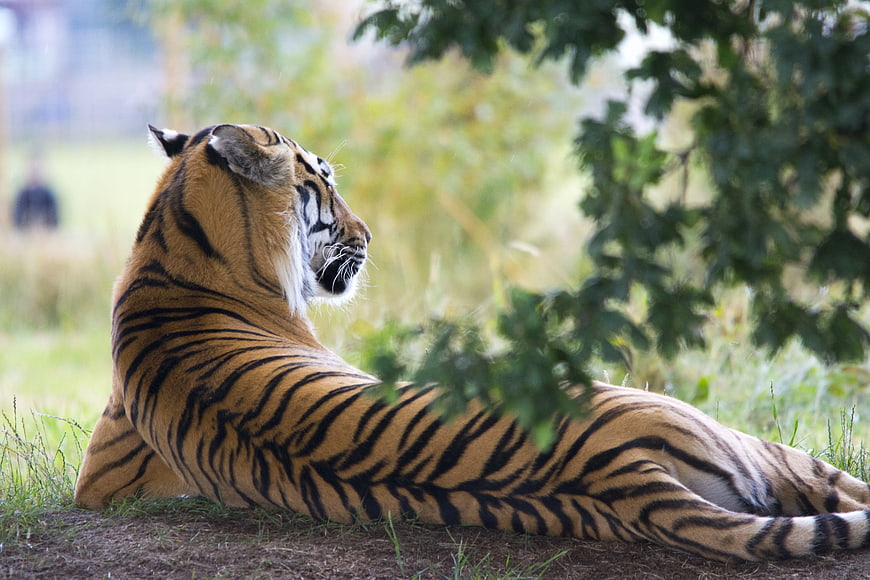 Majestic Tiger Resting in Grassy Field with Green Foliage